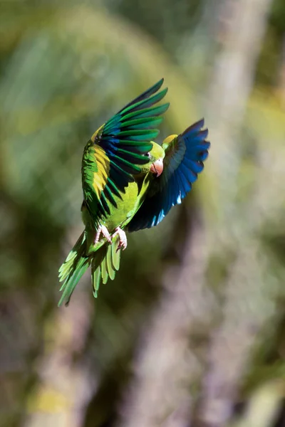 Plain Parakeet Flying Species Brotogeris Chiriri Typical Parakeet Brazilian Forest — Photo