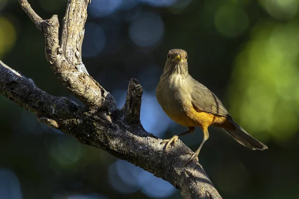 Rufous Bellied Thrush Also Know Sabia Laranjeira Perched Branch Symbol — Stock Photo, Image