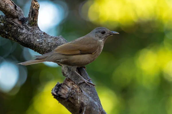 Bird Brazilian Savannah Pale Breasted Thrush Also Know Sabia Barranco — ストック写真