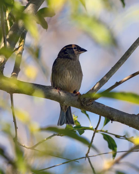 麻雀也被称为Pardal或Gorrion 生活在树梢的树枝之间 家养物种过客 动物世界观鸟 — 图库照片