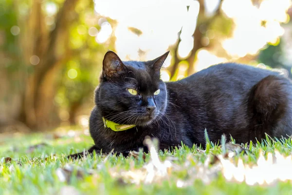 一只黄眼睛的黑猫躺在草坪上 动物卫士爱猫的人宠物情人 — 图库照片