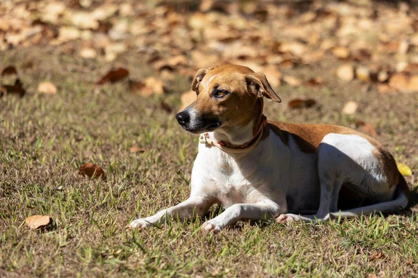 白と茶色の斑点のある女性の犬の肖像画は 芝生の上に横たわっている 茶色の目 日光浴 動物界 ペット好き 動物は守る 犬好き — ストック写真