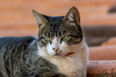 Çatıdaki kedi. Gri ve beyaz benekli erkek kedi çatıda güneşleniyor. Hayvanlar Dünyası. Hayvan sever. Kedi sever. Amerikan Tel Saçları.
