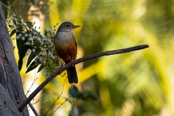 Rufous-Belli Thrush, bir dala tünemiş olan Sabia-laranjeira olarak da bilinir. Brezilya 'nın sembol kuşu. Kuş gözlemciliği. Kuş sever. Kuşçuluk. Türleri Turdus rufiventris