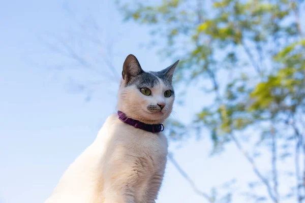 Cat on the roof. A white female cat with gray ear sitting on the top of roof at sunset. Animal world. Pet lover. Animals defender. Cat lover