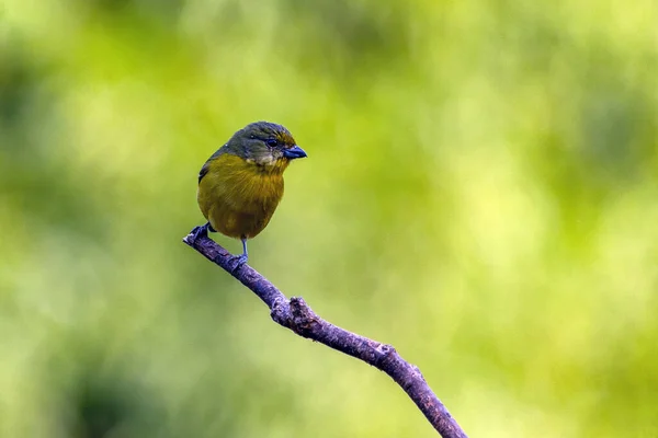 A female of tropical bird Violaceous euphonia as know as gaturamo perching in a branch tree.  Green background, Species Euphonia violacea. Birdwatching. Animal world. Yellow bird.