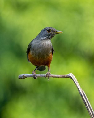 Rufous-Belli Thrush, bir dala tünemiş olan Sabia-laranjeira olarak da bilinir. Brezilya 'nın sembol kuşu. Kuş gözlemciliği. Kuş sever. Kuşçuluk. Türleri Turdus rufiventris