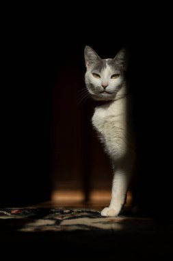 A white female cat with gray ear enjoying the rays of the morning sun. Animal world. Pet lover. Animals defender. Cat lover