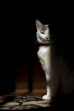 A white female cat with gray ear enjoying the rays of the morning sun. Animal world. Pet lover. Animals defender. Cat lover