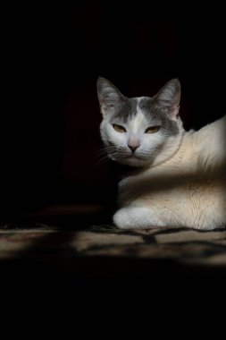 A white female cat with gray ear enjoying the rays of the morning sun. Animal world. Pet lover. Animals defender. Cat lover