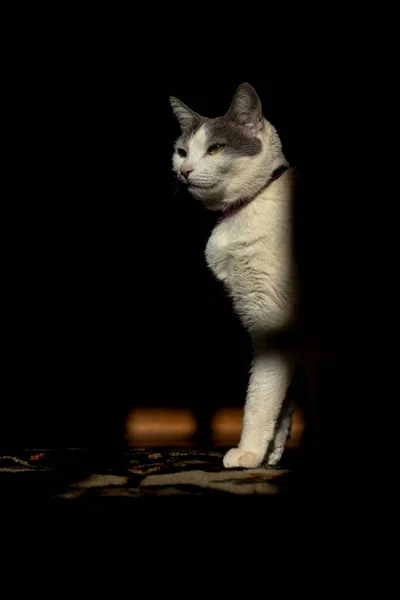 Белая Кошка Серым Ухом Наслаждающаяся Лучами Утреннего Солнца Мир Животных — стоковое фото