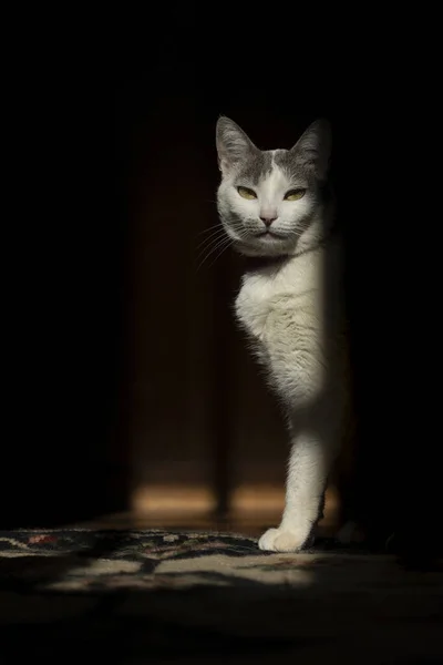 Белая Кошка Серым Ухом Наслаждающаяся Лучами Утреннего Солнца Мир Животных — стоковое фото