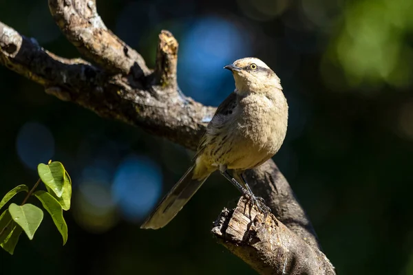Chalk Browed Mockingbird Sabia Campo Perched Tree Typical Bird South — Stockfoto