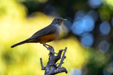 Rufous-Belli Thrush, bir dala tünemiş olan Sabia-laranjeira olarak da bilinir. Brezilya 'nın sembol kuşu. Kuş gözlemciliği. Kuş sever. Kuşçuluk. Türleri Turdus rufiventris