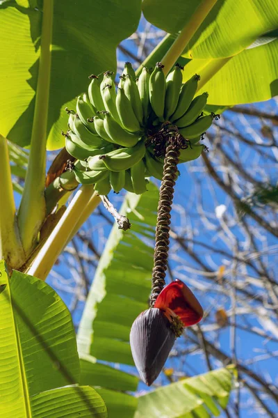 A bunch of bananas on the banana tree. Gastronomy. Agriculture.