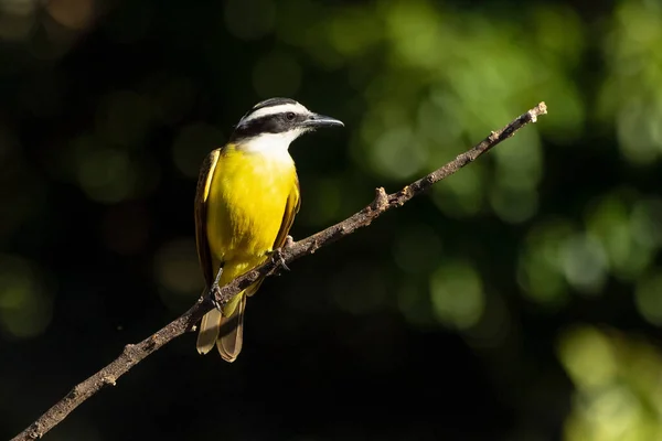 The yellow bird from Brazil. The Great Kiskadee also know as Bem-te-vi perched on a top of tree. Species Pitangus sulphuratus. Animal world. Bird lover. Birdwatching. Flycatcher.