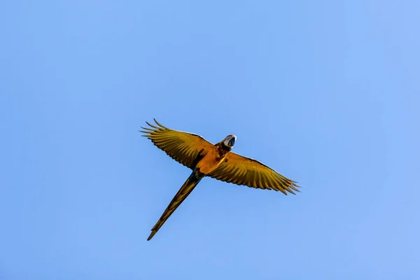 A Blue-and-yellow Macaw in flight.  Species Ara ararauna also know as Arara Canide. It is the largest South American parrot. Birdwatching. Bird lover. Birding.