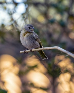 A female of Saffron Finch also known as Canario or Chirigue Azafranado is a yellow bird typical of Brazil. Species Sicalis flaveola. Birdwatcher.  Bird lover. Birding. Yellow bird.