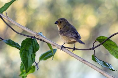 Female of Yellow-bellied Seedeater also know as Coleiro or Semillero  perched on a tree branch. Species Sporophila nigricollis. Bird lover. Birdwatching. Birding.