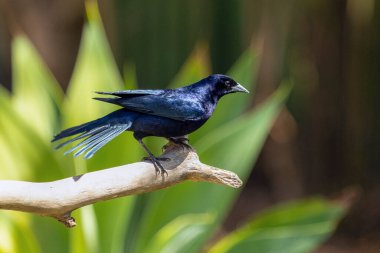 The Shiny Cowbird also Know as Chupim or Mirlo perched on the branch. Species Molothrus bonariensis. Birdwatcher. Bird lover. Birding. Black bird.
