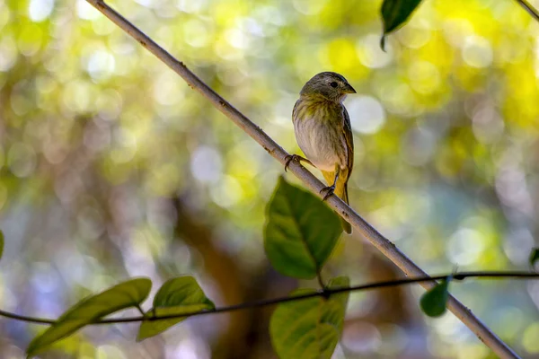 Female Saffron Finch Also Known Canario Chirigue Azafranado Yellow Bird — Foto Stock
