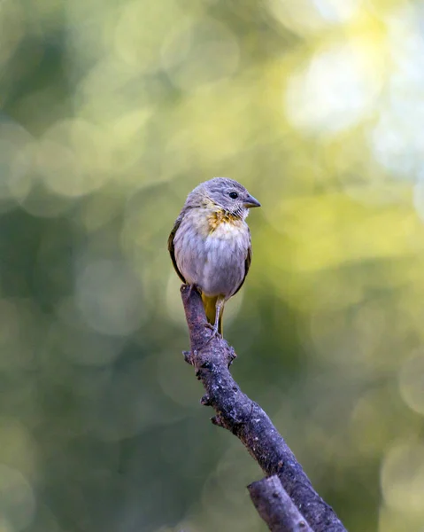 Male Saffron Finch Also Known Canario Chirigue Azafranado Yellow Bird — Stock Fotó