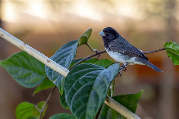 Dubois's Seedeater Also Know Papa Capim Perched Branch Species Sporophila  Stock Photo by ©f.calmon.me.com 616498706