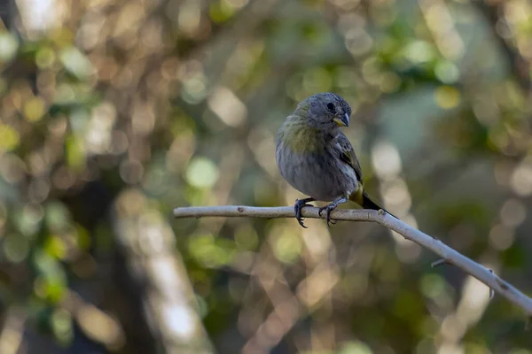 Female Saffron Finch Also Known Canario Chirigue Azafranado Yellow Bird — Stockfoto