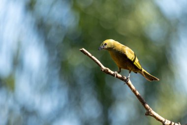 Gri kuş. Bir Sayaca Tanager, şubenin üzerine tünemiş Sanhaco olarak da bilinir. Tür Thraupis say aca. Kuş gözlemciliği. Kuşçuluk. Kuş sever..