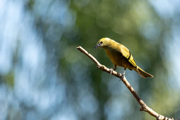 Grey Bird Sayaca Tanager Also Know Sanhaco Perched Branch Species — Zdjęcie stockowe