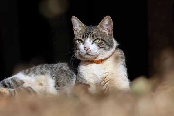 一只雄性胖胖的猫躺在房子花园里的草地上 日光浴动物世界宠物情人 爱猫的人美式长发 — 图库照片