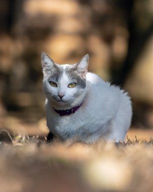 A beautiful female white cat with gray ears siting on the lawn of the house's garden. Sunbathing time. Animal world. Pet lover. Animal lover. Cat. Lover.
