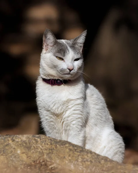 Beautiful Female White Cat Gray Ears Siting Lawn House Garden — 스톡 사진