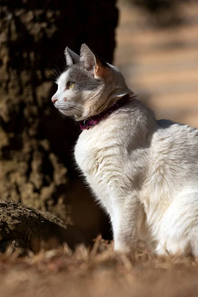 Beautiful Female White Cat Gray Ears Siting Lawn House Garden — 스톡 사진