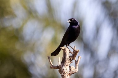 Shiny Cowbird, Chupim ya da Mirlo olarak da bilinir. Brezilya 'nın en tipik siyah kuşunun tüm güzelliği ve varlığı. Tür Molothrus bonariensis. Kuş gözlemcisi. Kuşçuluk