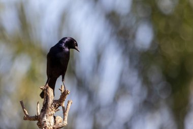 Shiny Cowbird, Chupim ya da Mirlo olarak da bilinir. Brezilya 'nın en tipik siyah kuşunun tüm güzelliği ve varlığı. Tür Molothrus bonariensis. Kuş gözlemcisi. Kuşçuluk