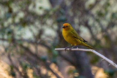 A male of Saffron Finch also known as Canario or Chirigue Azafranado is a yellow bird typical of Brazil. Species Sicalis flaveola. Birdwatcher.  Bird lover. Birding. Yellow bird.