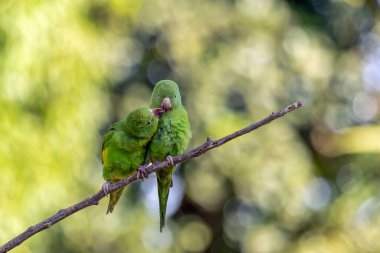 Dala tünemiş bir çift Papağan. Tür Brotogeris chiriri. Brezilya ormanlarının tipik bir muhabbet kuşudur. Kuş gözlemciliği. Kuşçuluk. Papağan Sevgililer Günü. Öptüm..