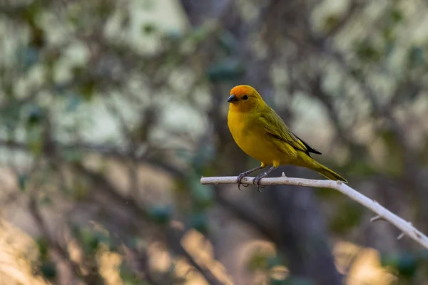 Male Saffron Finch Also Known Canario Chirigue Azafranado Yellow Bird — Zdjęcie stockowe