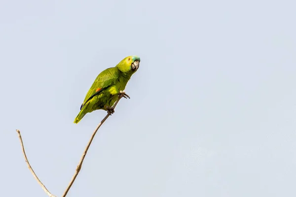 Loro Frente Turquesa Posado Rama Especie Amazona Aestiva Loro Típico — Foto de Stock