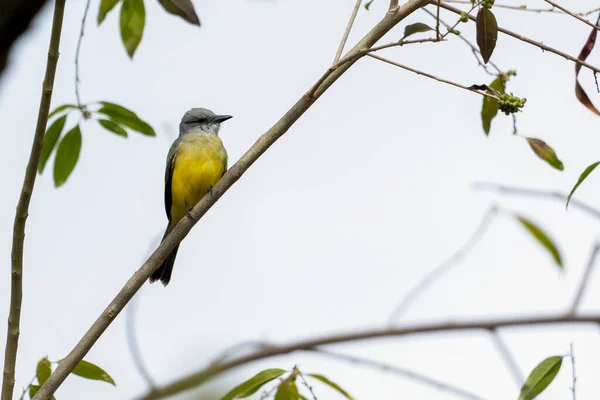 Kingbird Tropical Também Conhecido Como Suiriri Empoleirado Nos Ramos Uma — Fotografia de Stock