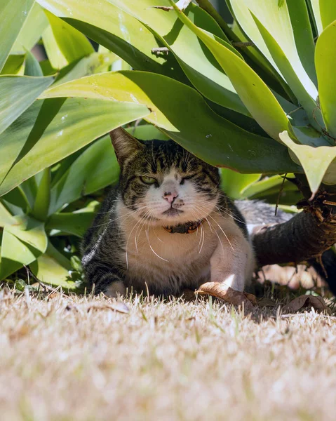 The male tabby cat hiding behind the plants in the garden. Animal world. pet lover. Cat lover. American Wirehair.