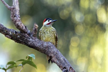 Pica-pau ya da Carpintero olarak da bilinen yeşil çizgili bir ağaçkakan dala tünemişti. Tür Colaptes melanokloros. Kuş gözlemciliği. Kuşçuluk. Kuş sever..
