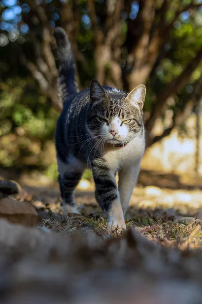 The male tabby cat angry walking on the grass in the house's garden. Sunbath. Animal world. pet lover. Cat lover. American Wirehair.