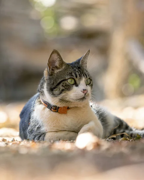 家の庭の芝生の上にはオスのタビー猫が横たわっていた 日光浴 動物界 ペット好き 猫好き アメリカンワイヤーヘア — ストック写真