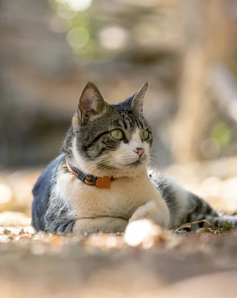 Een Mannelijke Kat Het Gras Tuin Van Het Huis Zonnebaden — Stockfoto