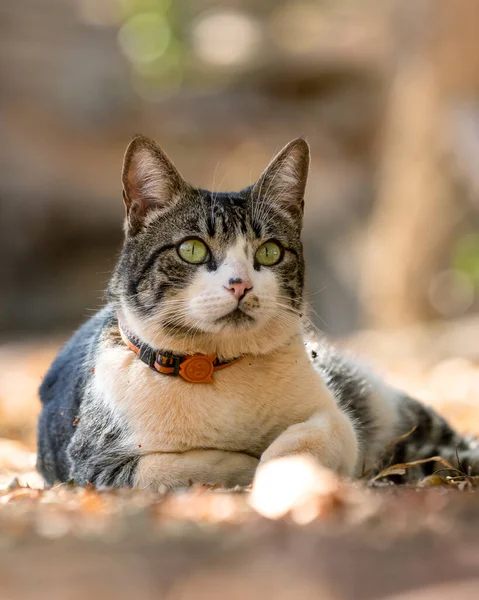 Mies Tabby Kissa Makaa Nurmikolla Talon Puutarhassa Auringonotto Eläinten Maailma — kuvapankkivalokuva