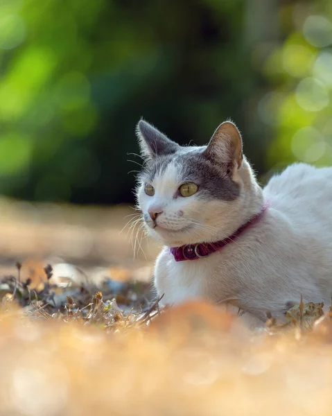 Beautiful Female White Cat Gray Ears Siting Lawn House Garden — 스톡 사진