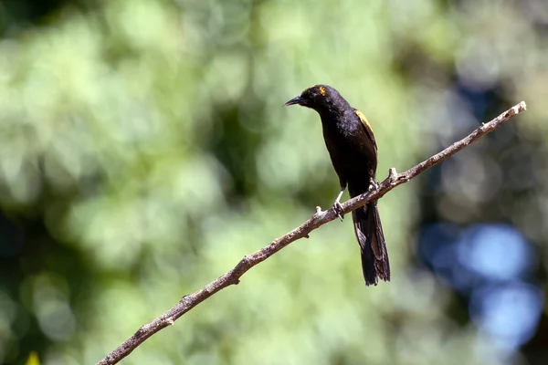 Uccello Nero Alato Giallo Appollaiato Albero Anche Specie Icterus Pyrhopterus — Foto Stock