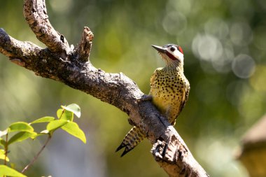 Pica-pau ya da Carpintero olarak da bilinen yeşil çizgili bir ağaçkakan dala tünemişti. Tür Colaptes melanokloros. Kuş gözlemciliği. Kuşçuluk. Kuş sever..
